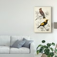 thumbnail image 3 of Trademark Fine Art 'D'Orbigny Birds V' Canvas Art by M. Charles D'Orbigny, 3 of 4