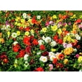 thumbnail image 2 of 50 Unwins DWARF MIX DAHLIA Variabilis Mixed Colors Semi Double Bicolor Pink Purple Red Orange Yellow White Flower Seeds, 2 of 7