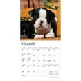 thumbnail image 3 of Chiots Boston Terrier 2026 Mini 7x7, 3 of 3