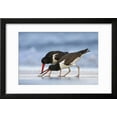thumbnail image 2 of Young American Oystercatcher Haematopus Palliatus Snatching Food from Adult on the Shoreline Framed Print Wall Art by Mateusz Piesiak Sold by Art.Com, 2 of 5