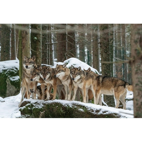 Art.com Wolf pack huddling together in snowy forest, Czech Republic Photographic Print by Franco Banfi, 24" x 16"
