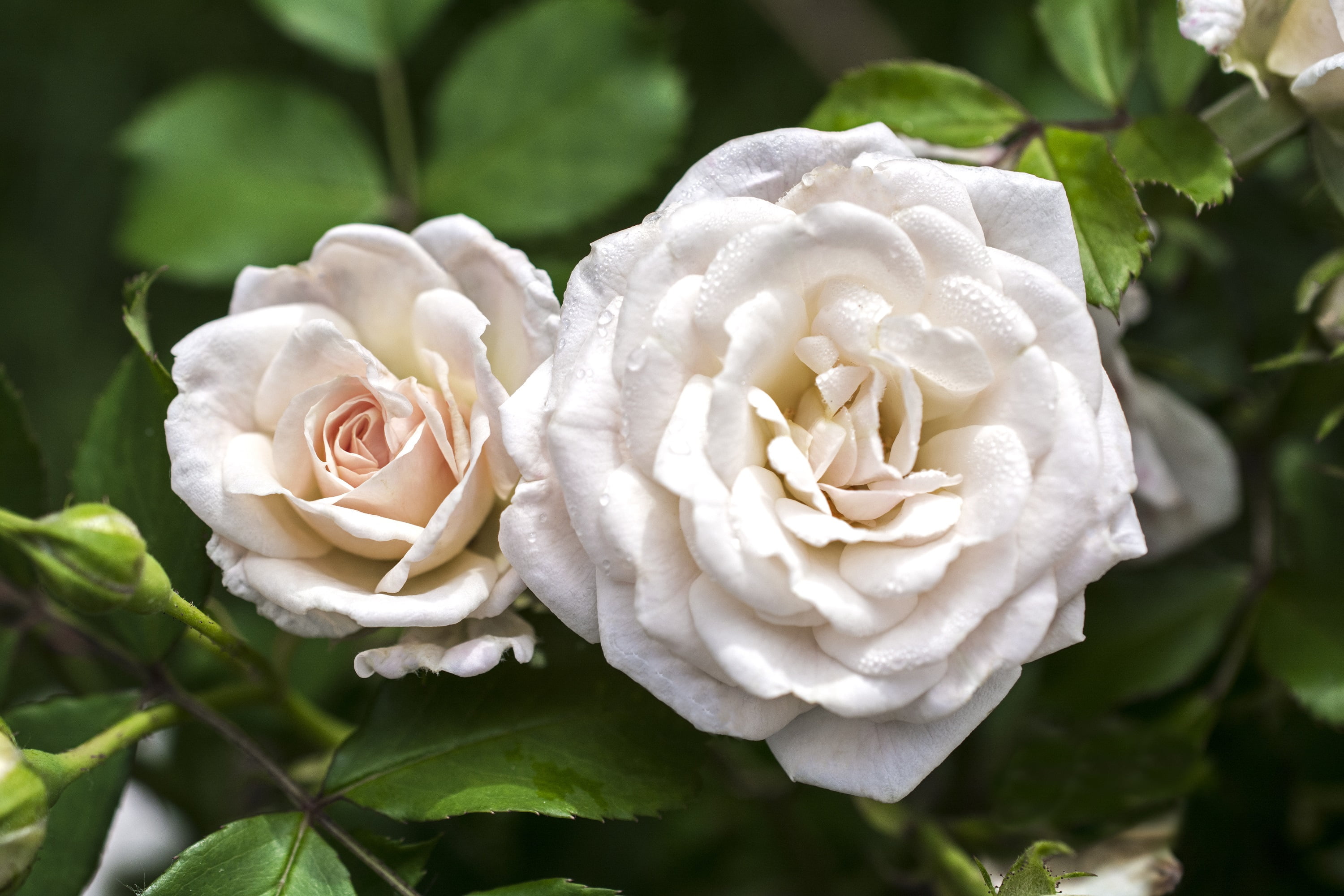 White Drift Rose (1 Gallon) Low-Growing Groundcover Deciduous Flowering Shrub - Full Sun Live Outdoor Plant