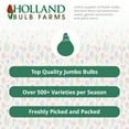 thumbnail image 6 of Ostrowskianum Allium Flower Bulbs Jumbo Pack - 100 Bulbs per Pack - Attracts Butterflies and Hummingbirds - Deer Resistant - Good as Cut Flowers - Perennializing - Easy to Grow Live Plants, 6 of 7