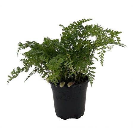 White Rabbit's Foot Fern 4" pot - Davallia