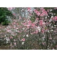 thumbnail image 3 of Flowering Quince 'Toyo Nishiki', 3 of 7