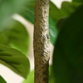 thumbnail image 4 of Artificial Plants, 5ft Ficus Tree Faux Rubber Plants Indoor Outdoor Decor Fake Tree in Pot Plastic Plants for Home Decor Office Living Room Porch Patio Perfect Housewarming Gift Green, 4 of 9