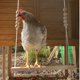 thumbnail image 4 of Gallinero colgante de madera Natural SSuperp juguete escalera de percha duradero para pájaros y pollos, 4 of 5