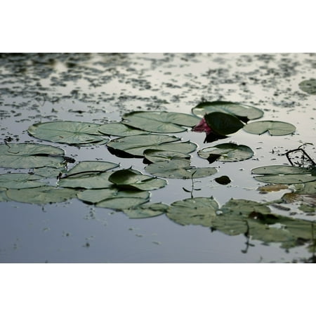 Green Pond Lily - Canvas Print Green Lily Pond Frog Summer Water Nature Pad Stretched Canvas 10 x 14