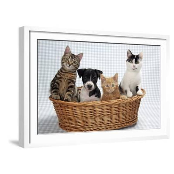 Dog and Cats Three Kittens and a Puppy Sitting in Basket, Animals Framed Art Print Wall Art Sold by Art.Com