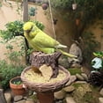 thumbnail image 4 of Tree Stump Bird Feeder, Outdoor Feeding Station Tray, 11x11x9cm Wild Bird Feeder with Resin Build, Cockatiel Feeding Accessory, Garden Wildlife Station with Durable Design, Backyard Observation, 4 of 7