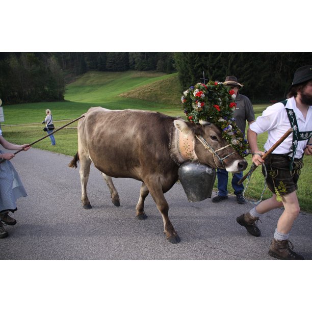 Headdress Miss Allgaƒae A A Aƒa Sa A U Almabtrieb Viehscheid Cow Inch By 30 Inch Laminated Poster With Bright Colors And Vivid Imagery Fits Perfectly In Many Attractive Frames Walmart Com Walmart Com