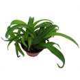 thumbnail image 2 of Green Bonnie Curly Spider Plant - Clean Air Plant - 2.5" Pot, 2 of 4