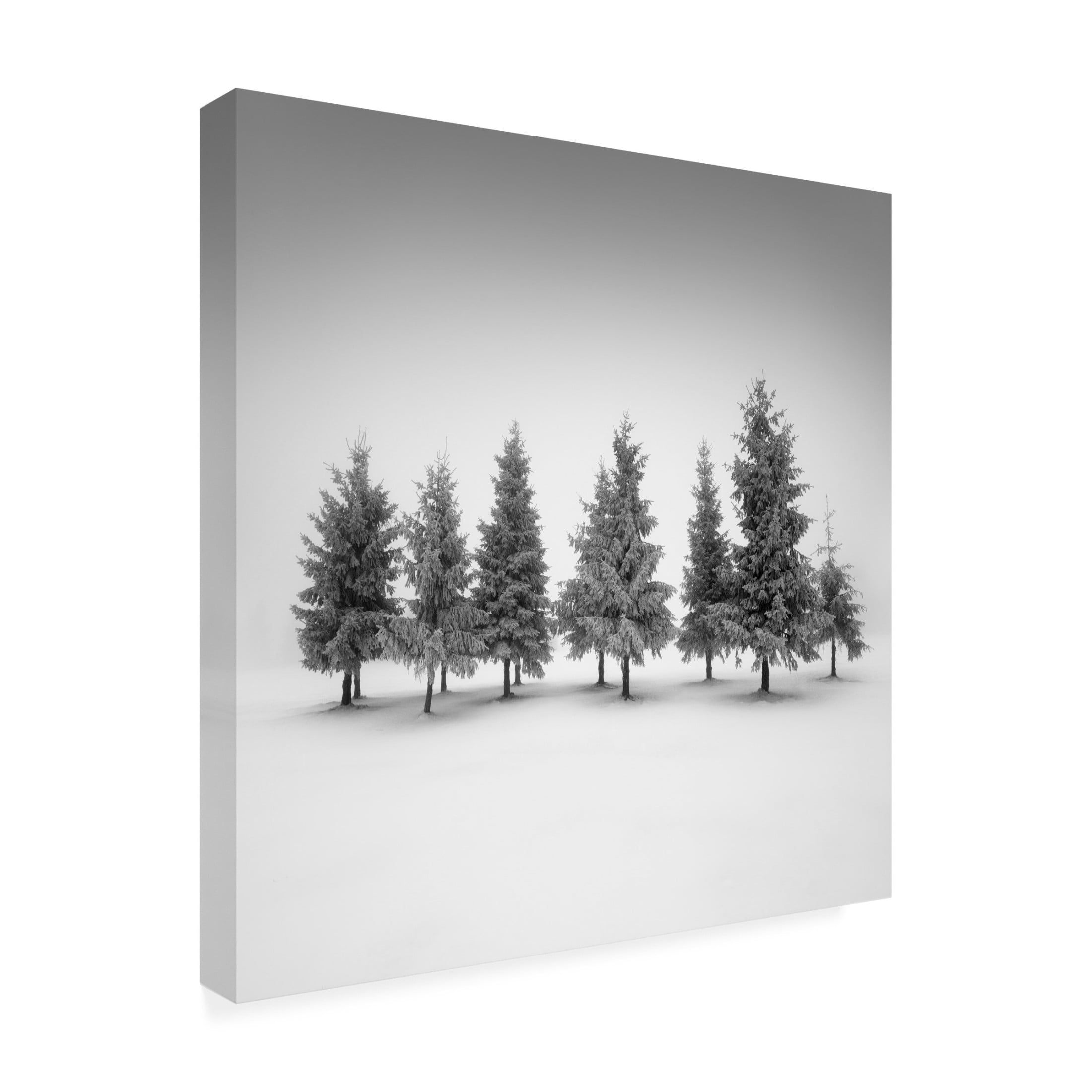 Canvas Wall Art - Daniel Rericha 'Spruce Grove' Wall Art for Living Room, Bedroom, or Office Décor by Trademark Fine Art - 18 x 18 Inches