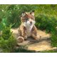 thumbnail image 3 of Marioneta de mano Folkmanis Bobcat Kitten Brown, 3 of 3