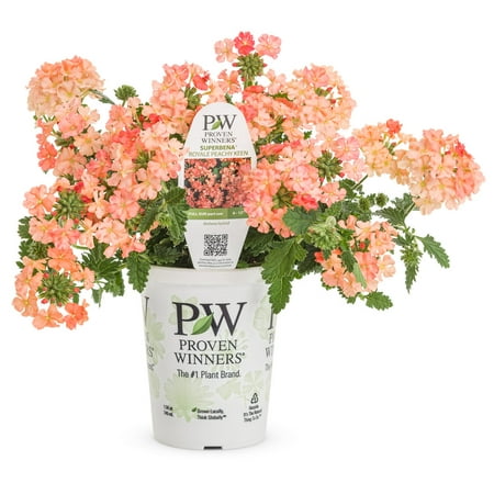 Proven Winners 1.56PT Verbena Sprbna Peachy Keen