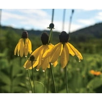 Weeping Coneflower Seeds for Planting (100 Seeds) - Easy to Grow - Ratibida pinnata
