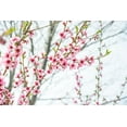 thumbnail image 2 of LightBoxJournal 14x11 White Modern Wood Framed Museum Art Print Titled - Naturally Cherry 03, 2 of 4
