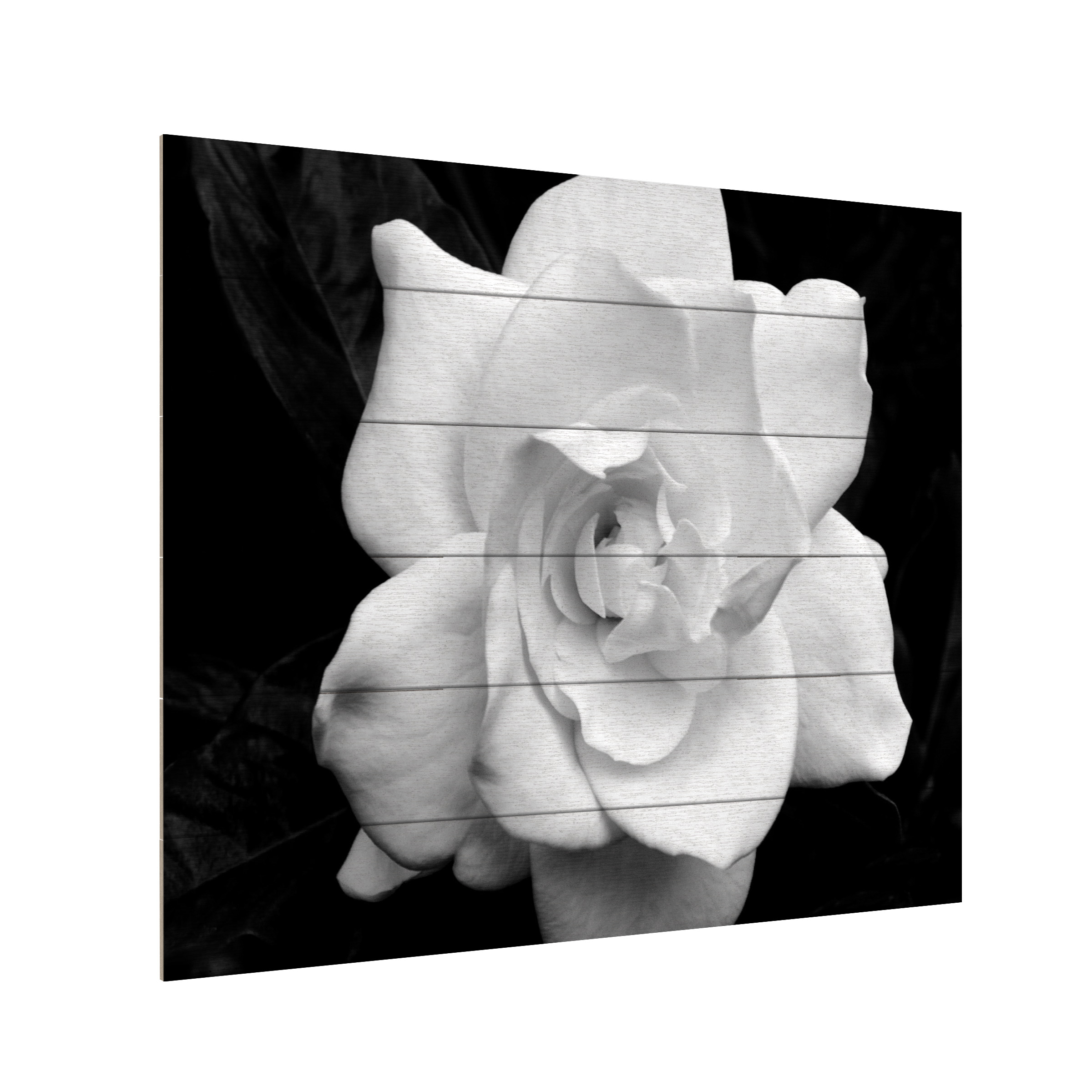 Trademark Fine Art 'Gardenia in Black and White' Wooden Wall Art Art by Kurt Shaffer