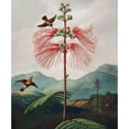 thumbnail image 3 of Thornton, Robert John 20x23 Black Modern Framed Museum Art Print Titled - Large Flowering Sensitive Plant from The Temple of Flora, 3 of 5