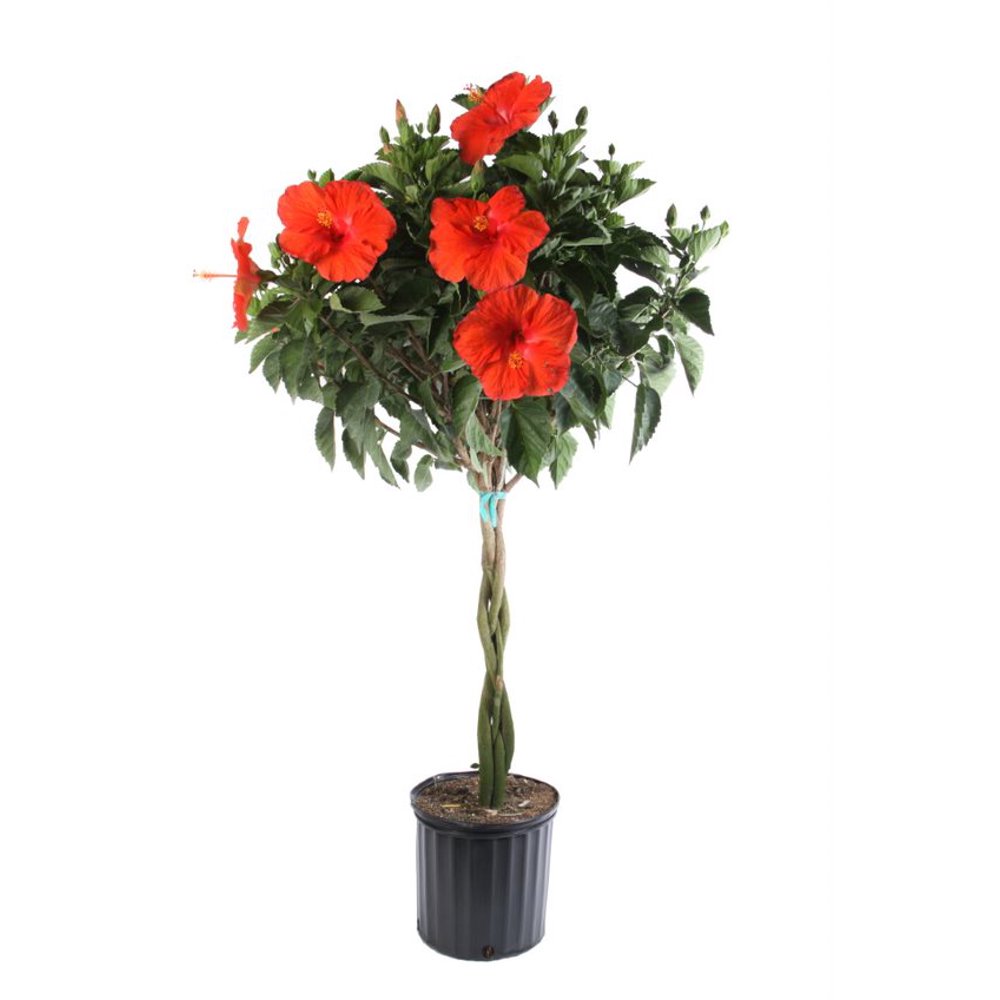 Costa Farms Live Outdoor 24in. Tall Multicolor Braided Hibiscus