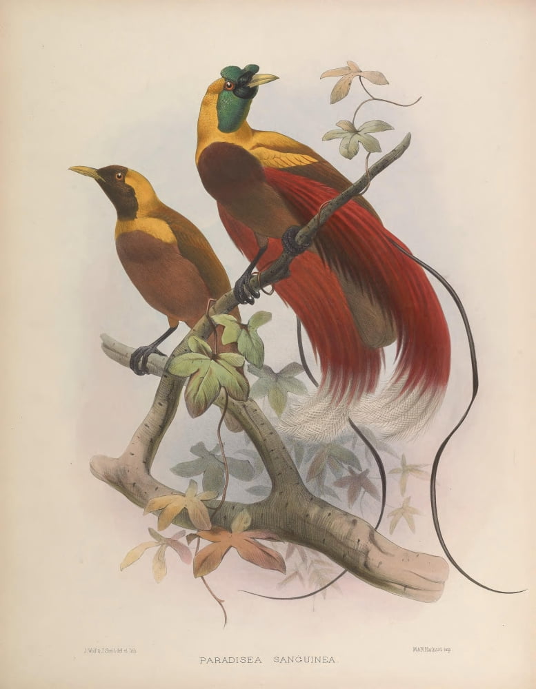 Birds Of Paradise 1