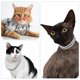 thumbnail image 2 of Collar de perro gato de moda brillar para mascotas pequeñas y medianas plata, 2 of 4