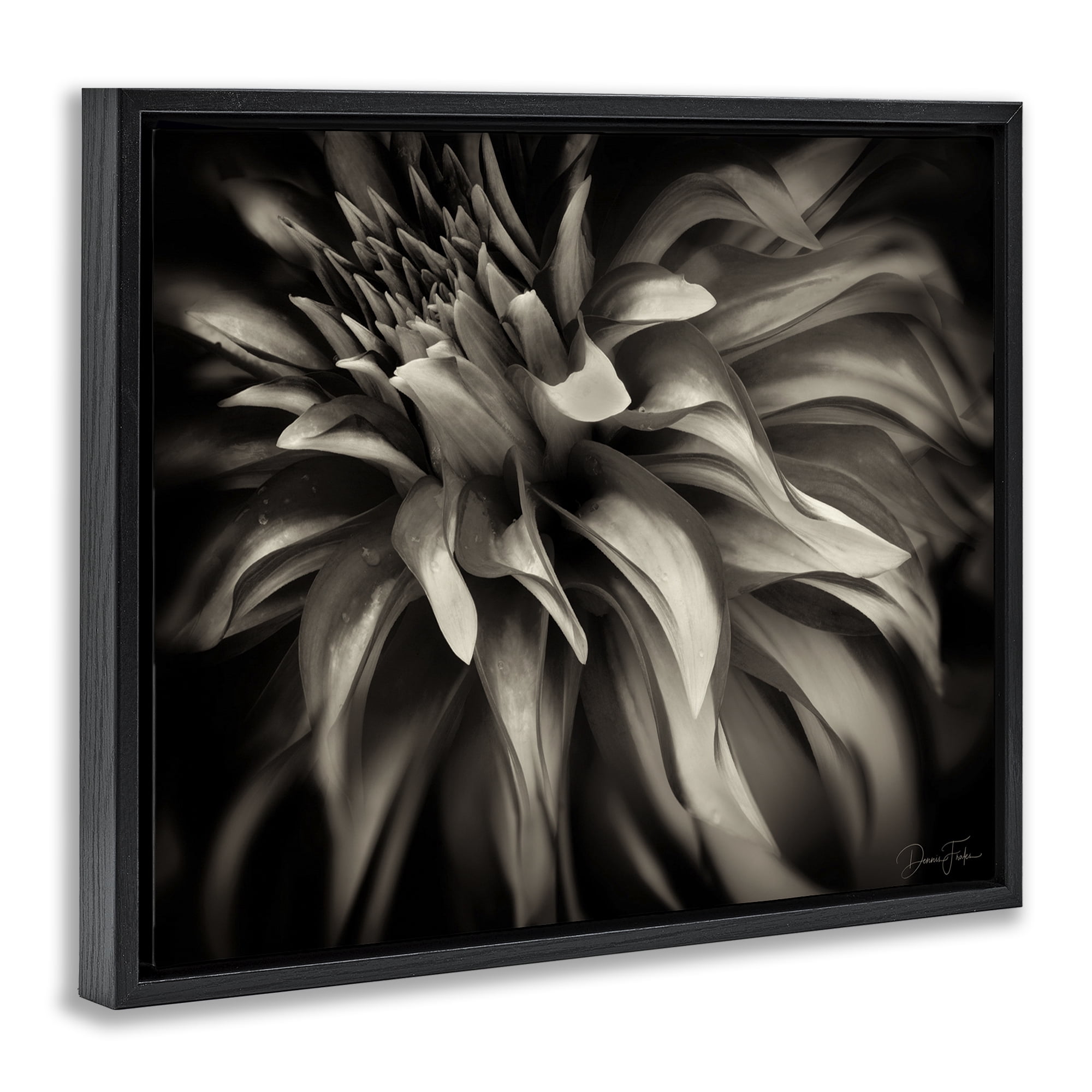 Stupell Industries Dark Curling Chrysanthemum Botanical & Floral Photography Black Floater Framed Art Print Wall Art, 31 x 25