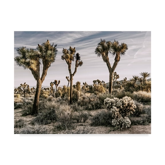 Trademark Fine Art 'Views of Joshua Tree IX' Canvas Art by Rachel Perry