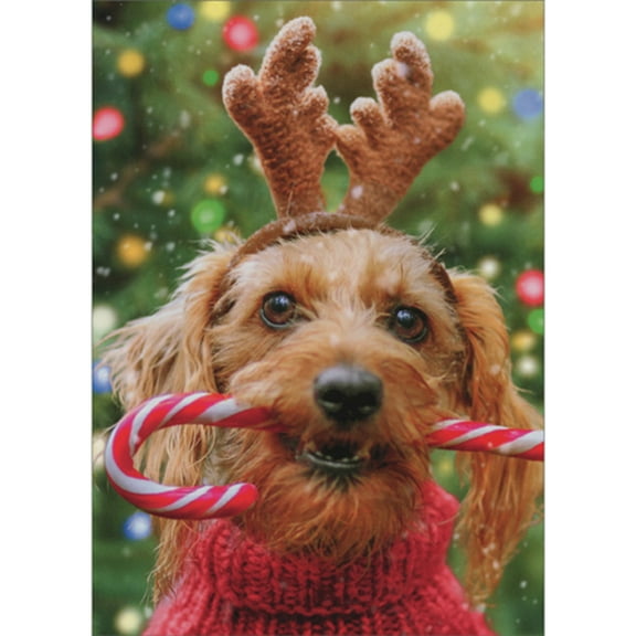 Avanti Press Dog with Red Sweater, Antlers and Holding Candy Cane in Mouth Pack of 10 Christmas Cards