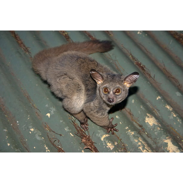 Bush Baby Big Eyes Galago Nocturnal Large Ears-24 Inch By ...