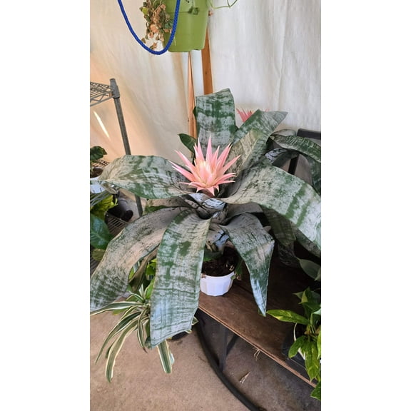 6 inch Pot- Bromelia Aechmea (Pink Flower) get similar to picture