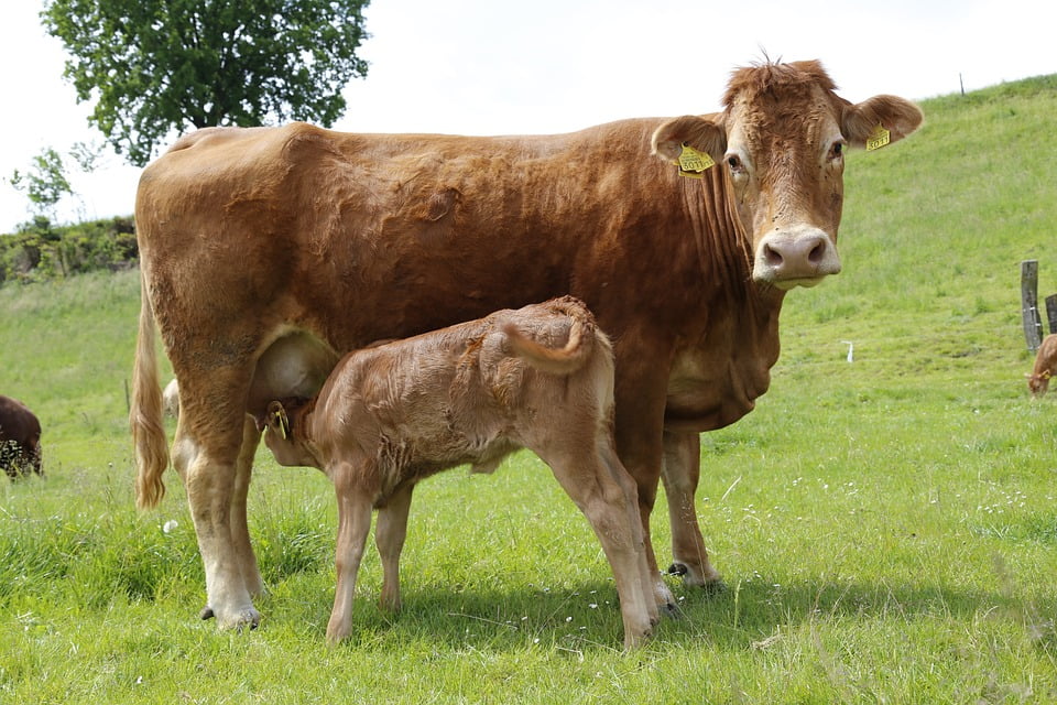 Where to buy beef calves
