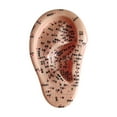 thumbnail image 2 of Xuanheng Human Ear Ear Teaching Model for Learning Demonstration Training Right, 2 of 8