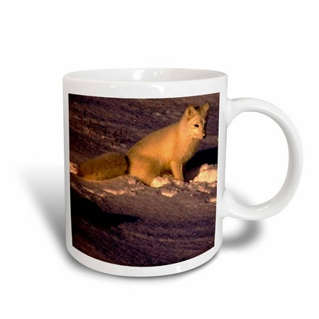 Arctic Fox - 3dRose Arctic Fox, Ceramic Mug, 11-ounce