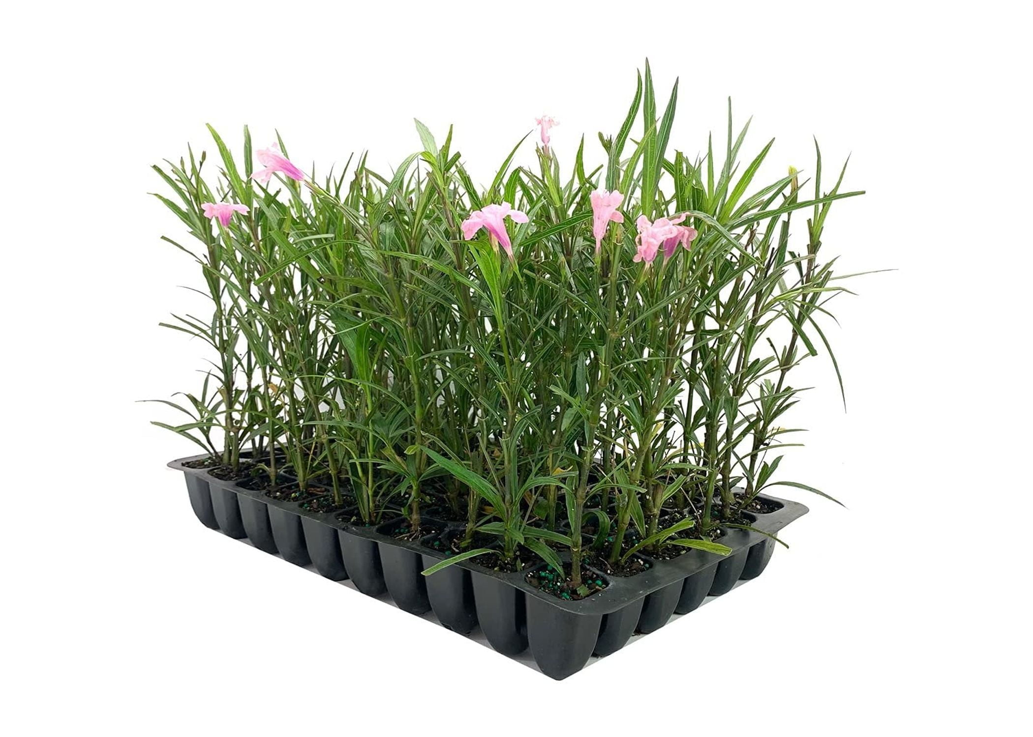 Pink Mexican Petunia  3 Live Plants  Ruellia Brittoniana  Drought Tolerant Low Maintenance Blooming Butterfly Bush