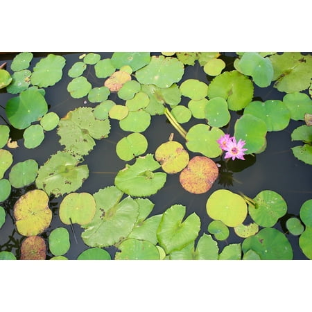 - LAMINATED POSTER Water Lily Purple Bloom Blossomed Blossom Pond Poster 24x16 Adhesive Decal