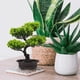 thumbnail image 3 of Árbol bonsái artificial, planta falsa, decoración, árbol en maceta, pino artificial de bienvenida, planta en maceta, 3 of 8