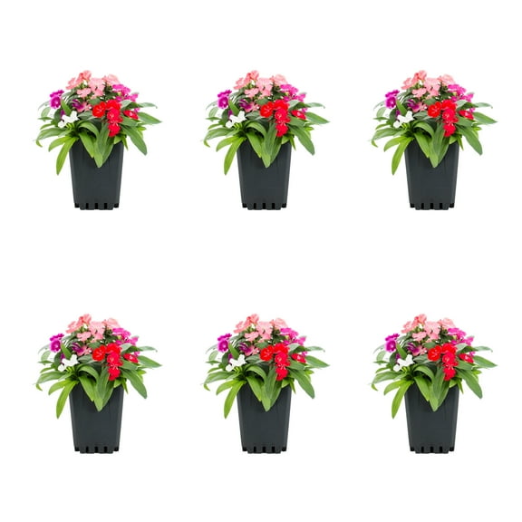 Expert Gardener 1PT Multicolor Dianthus Live Annual Plant Sun 6 -Pack