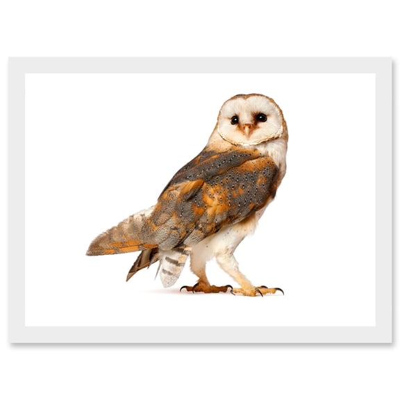 Photo Barn Owl Alba Bird Of Prey Artwork Framed Wall Art Print A4