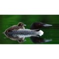 thumbnail image 1 of Loon Mother With Chick Photo License Plate, 1 of 1