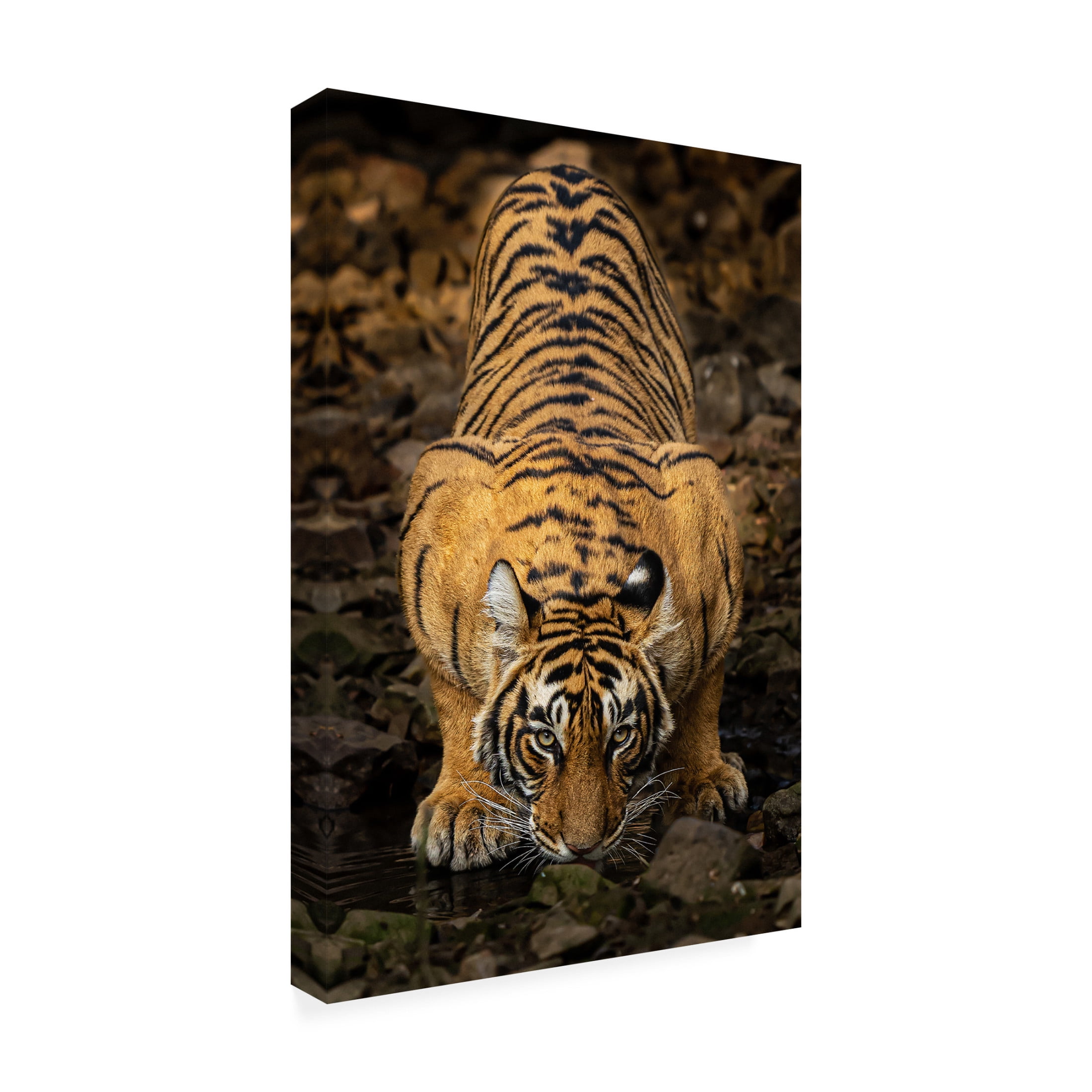 Trademark Fine Art Yogesh Bhatia Direct to the eyes Canvas Wall Art