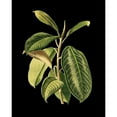 thumbnail image 3 of Vision Studio 20x24 Black Modern Framed Museum Art Print Titled - Custom Green Leaves on Black I (LG), 3 of 5