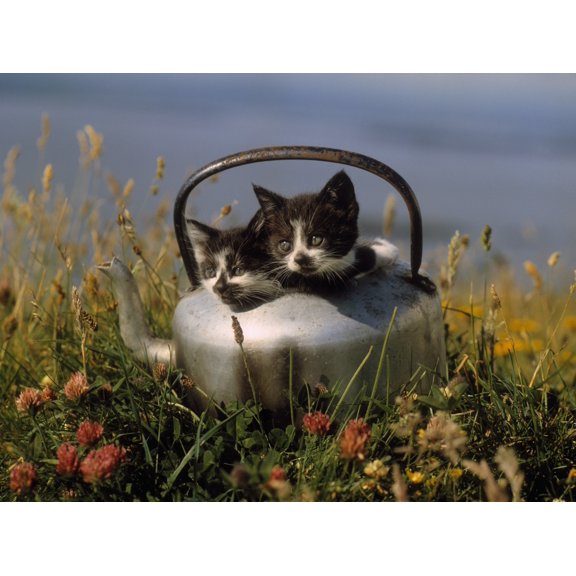 Kittens In An Old Kettle Canvas Art - The Irish Image Collection  Design Pics (16 x 12)