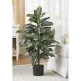 thumbnail image 4 of 3' Zebra Silk Plant, 4 of 6