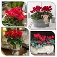 thumbnail image 4 of 1 Live Red Cyclamen Plant, Indoor Perennial Flower 4–8 inch, thrives in Bright Indirect Light, 4 of 6