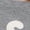 Grey, variant on Women's Americana Off Shoulder Fleece Sweatshirt, Sizes XXS-XXL