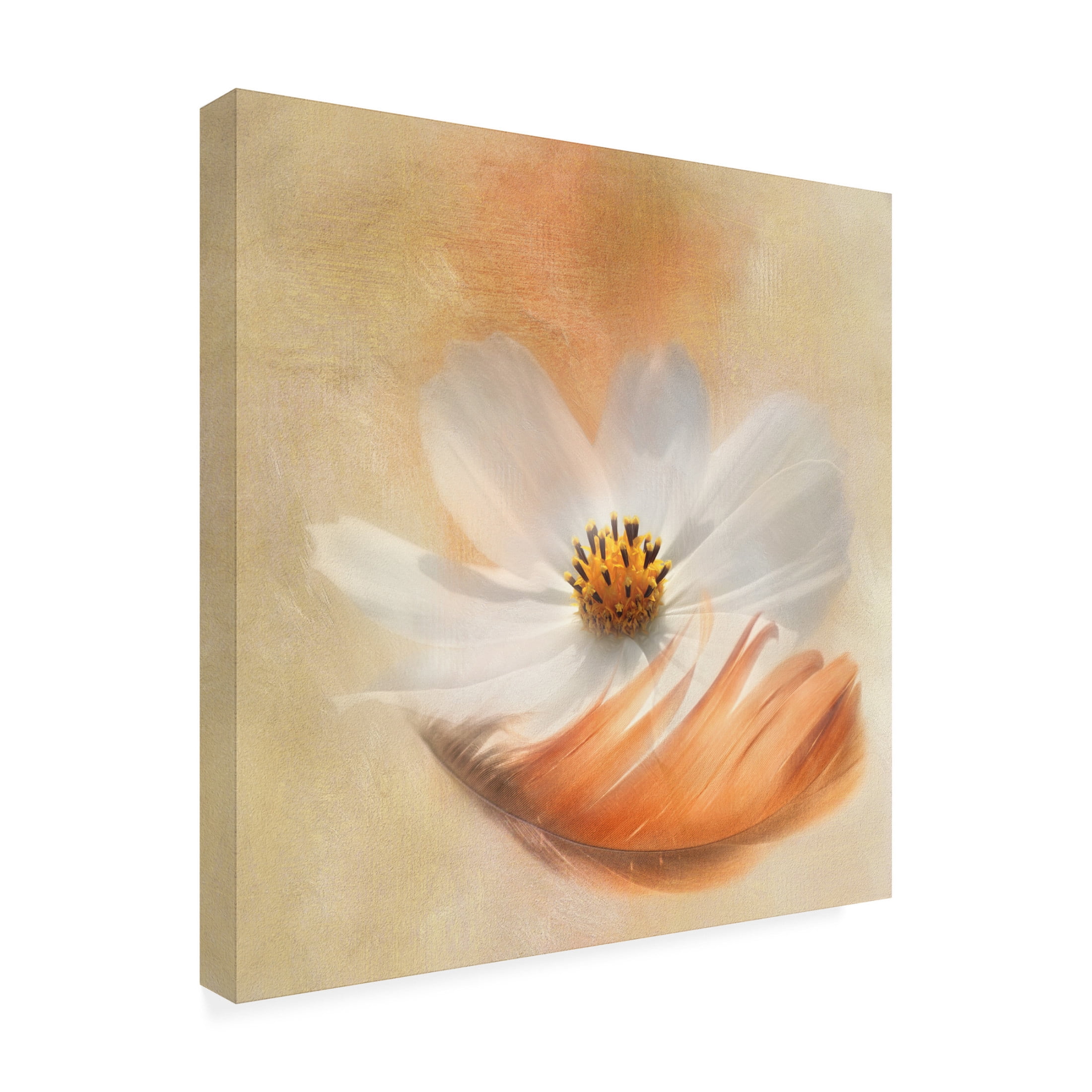 Canvas Wall Art - Gaille Gray 'As Light As A Feather' Wall Art for Living Room, Bedroom, or Office D?cor by Trademark Fine Art - 24 x 24 Inches
