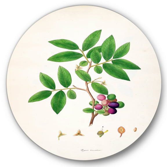 Designart 'Ancient London Plants XI' Farmhouse Circle Metal Wall Art 36x36 - Disc of 36