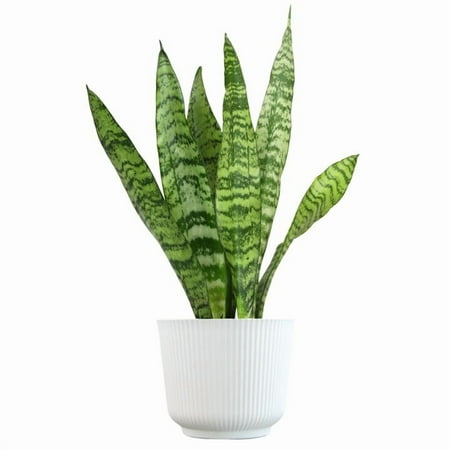 Element Live Plant Sanseviera in Terra Cotta Deco Self Watering 6in Pot