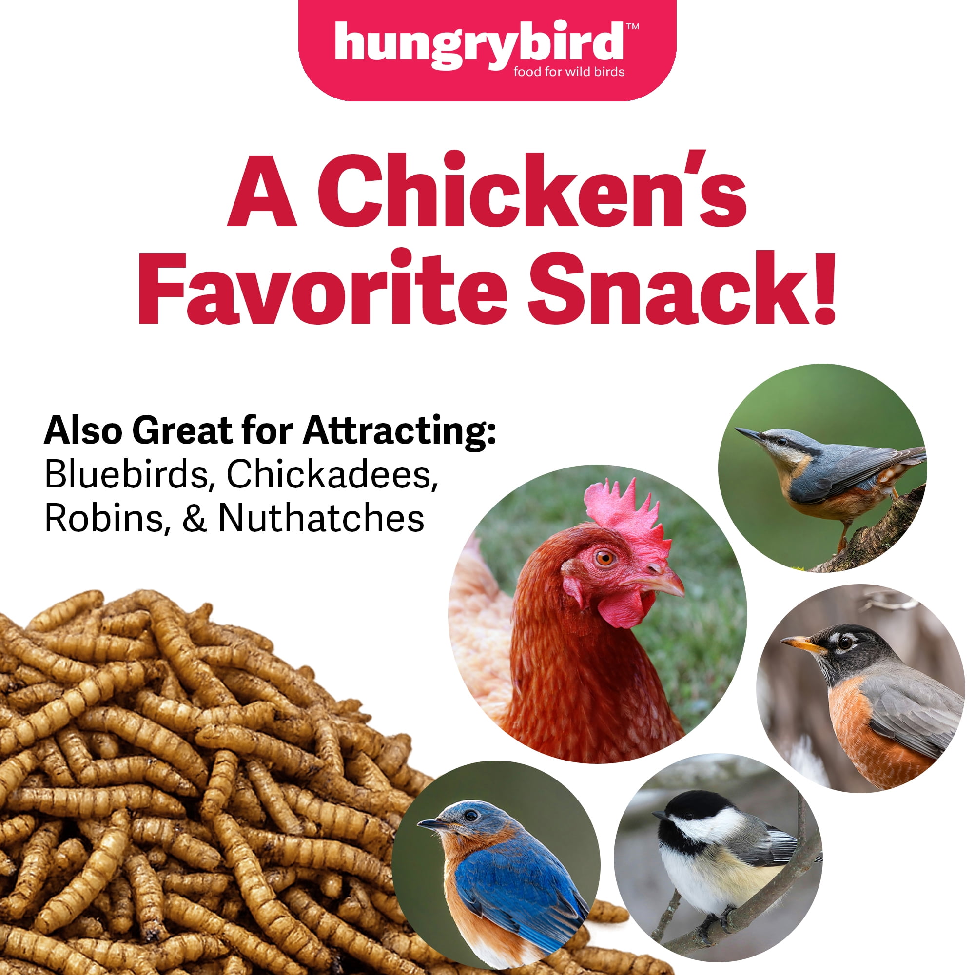 Hungrybird Dried Mealworms, 11lbs – High Protein Poultry Treats for All Wild Birds and Chicken Flocks